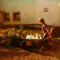 Das Bild zeigt mich 1974, mit 12 Jahren, wie ich eine Schubkarre voller Kaninchen (Weiße Wiener) auf die Weide fahre.